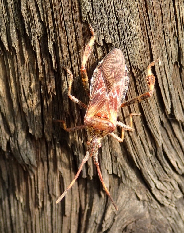 Coreidae: Leptoglossus occidentalis del Veneto (TV)
